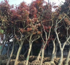 美國紅楓
