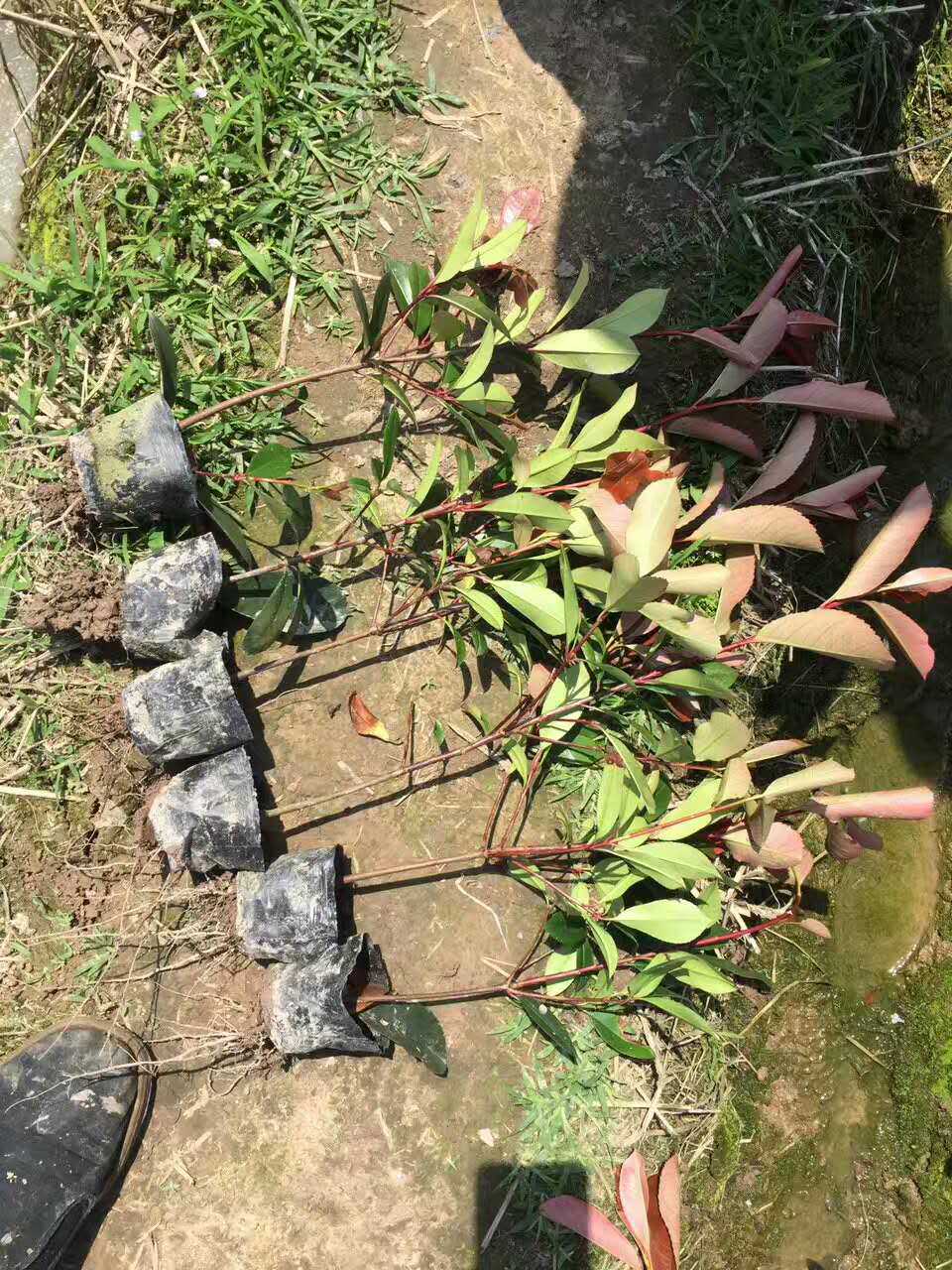 6紅葉石楠-1